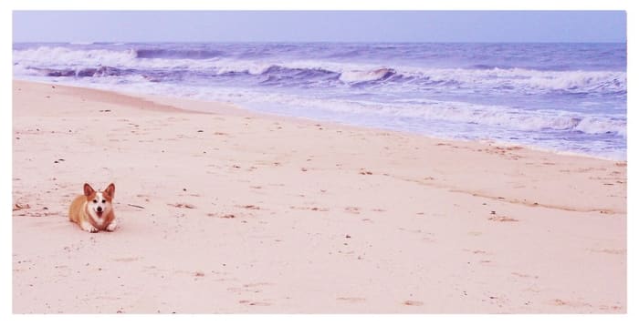 STELLA Who says a photo has to be a 4x6? I always experiment with cropping my images. Some photographs are best suited as a rectangle, such as this image of my beloved Corgi, Stella, during her first visit to the ocean.