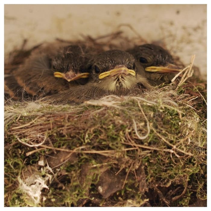 PEEP These beauties nested in the eaves of our porch and I couldn’t resist! I faded the original color to soften the image. For me, it created a cleaner, sweeter vibe.