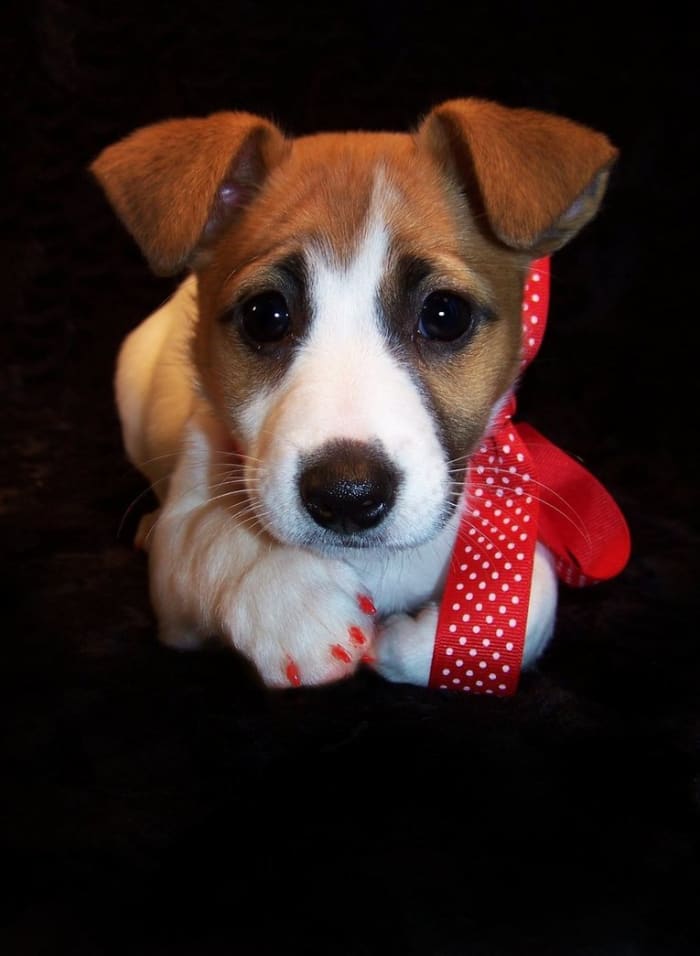 JACK RUSSELL PUPPY I am a professional dog groomer by trade, so I will take a few pics of my clients. I always take great care to capture as much of the animal’s personality as I can. Zoe was a doll!