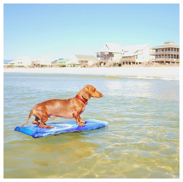 Oota This is Oo-Oo, or Oota, our family’s beloved daschund. He went too the beach every year and surf in the ocean waters of Gulf Shores, Alabama. Now that he has passed on, this image brings back the most wonderful memories.