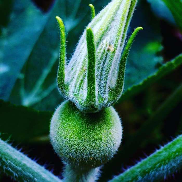 While walking along Pacdal Road in Baguio one early morning, I saw a squash to be, May 2016.