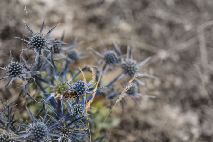 In this picture I waited for the bee to get to the flower before taking the picture, it makes everything more interesting!