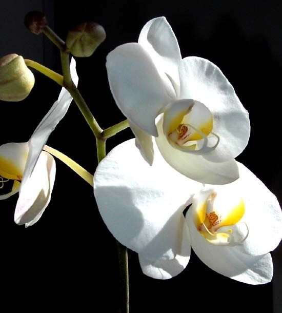 Lovely white orchids are much more sturdy than you may suppose.