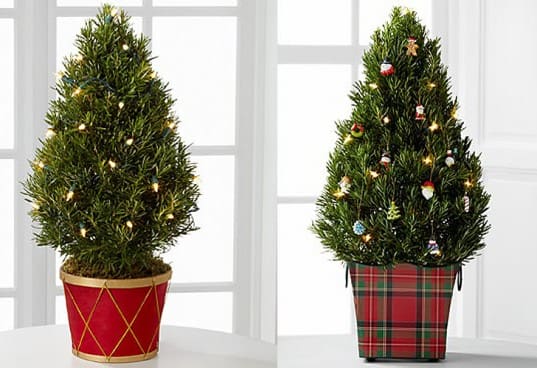 Rosemary is a green way to decorate. It is also the Herb of Remembrance. What a way to Remember Christmas!