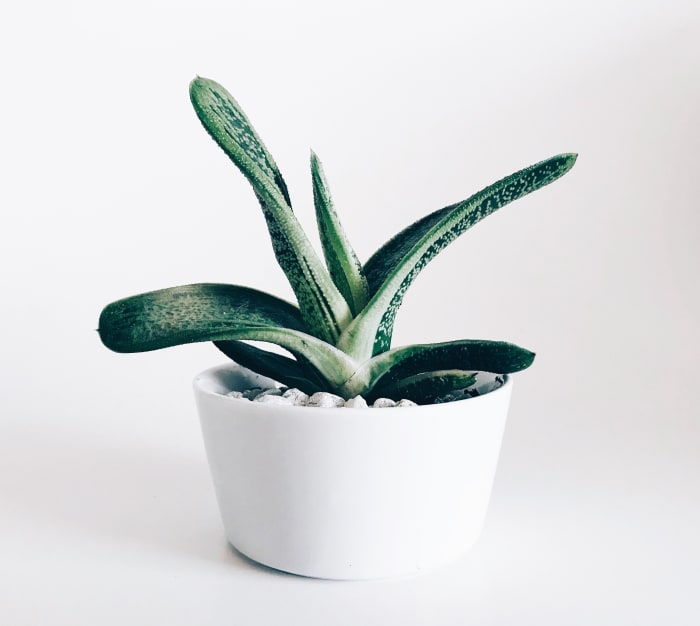 Succulents and other easy-to-care-for plants make excellent gifts, even for those who are notorious for their lack of a green thumb.