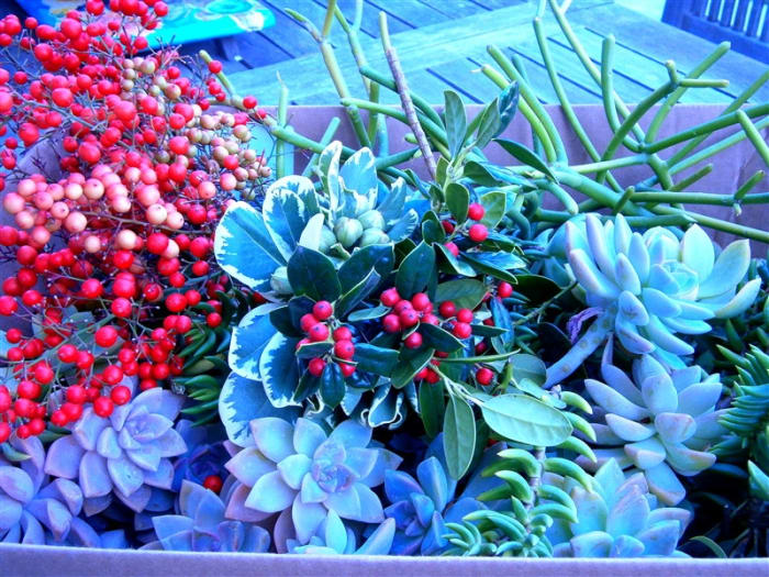I went to my friend's yard and looted all these Christmassy greens, with her blessings--free !
