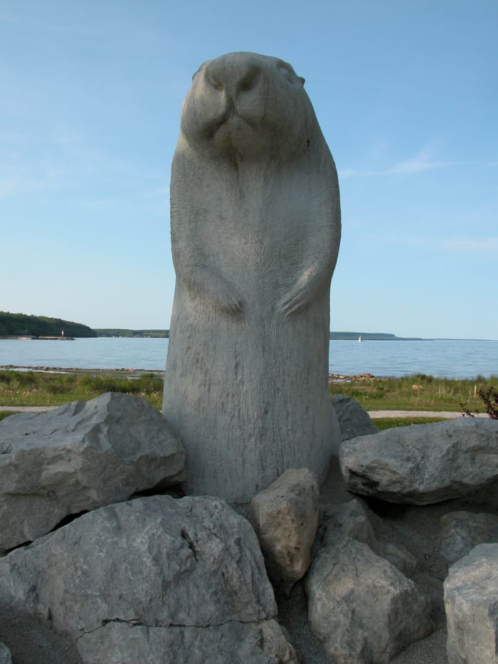 Groundhog Day has become so popular across North America that there are even statues of famous groundhogs. This isn't Punxsutawney Phil, this is Wiarton Willie, from Wiarton, Ontario, Canada.