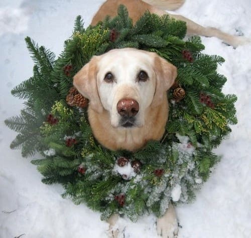 Those who consider their pets to be a part of their family can include them on their holiday cards too.