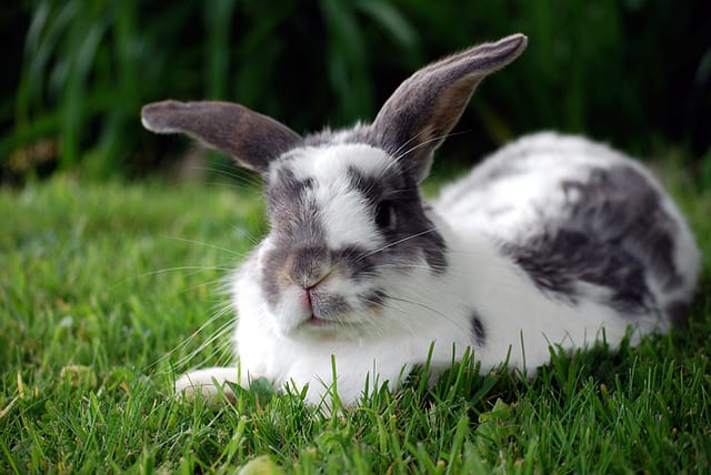 Rabbits are adorable, but they are living animals who deserve the best care. Research is required to make a good pet owner.