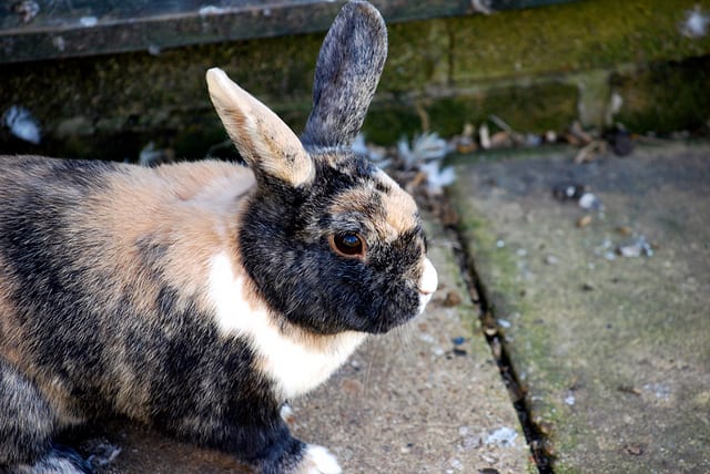 Rabbits live relatively long lives, similar to the life span of a large dog -- if they're properly cared for.
