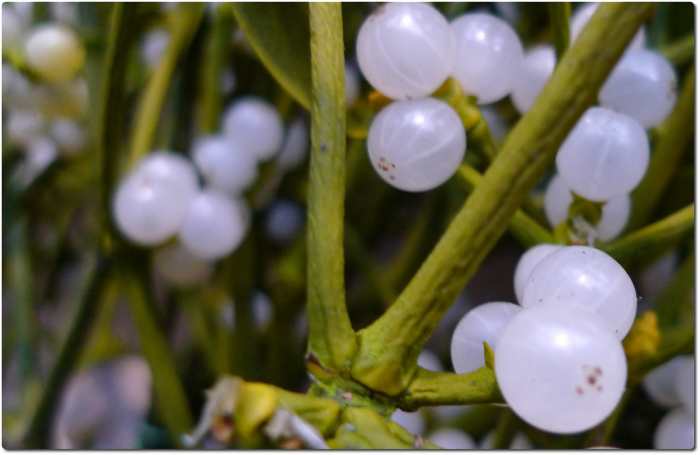 The magic of the mistletoe: Kisses under the mistletoe can mean lasting friendship or hot romance. You choose!