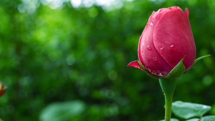 If your mother is no longer with you, Mother's Day will be bittersweet, but you can still take the day to remember her and the time you spent together.