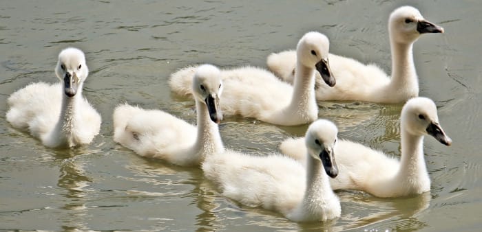 Sieben Schwäne schwimmen