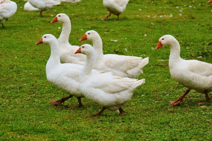 Six geese-a-laying