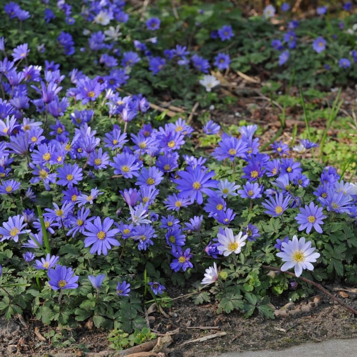 Beautiful blue wildflowers called anemone or pascal flower could be found in the hills of Livingston, Montana.