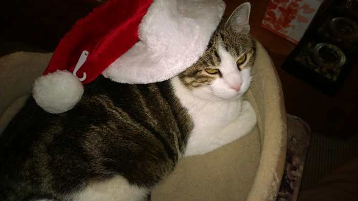 One of my best Christmases as a child was the year Sassy, our cat, climbed the Christmas tree and knocked it over. We children laughed with glee! Our mother did not. My father laughed the hardest, which seemed to make Mom even more grim.
