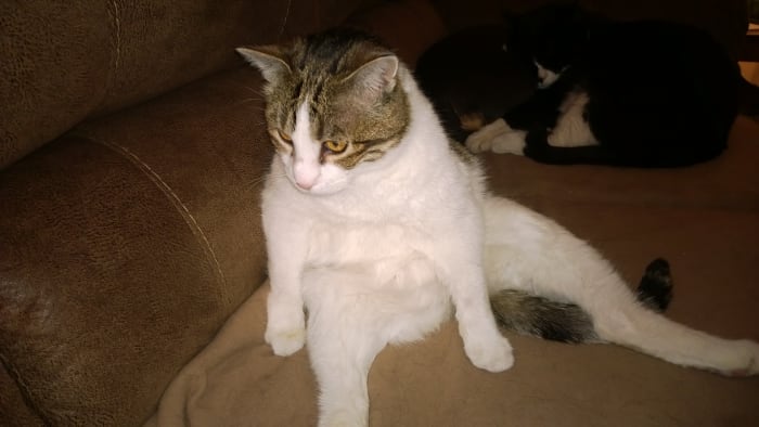 Hunter is taking a pause in her bathing routine. Family pets even know when members of their human pack are at odds with one another.