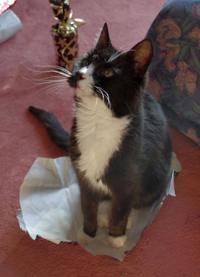 Just make sure your cat doesn't get his hands on the wrapping paper until after you've given the gift.