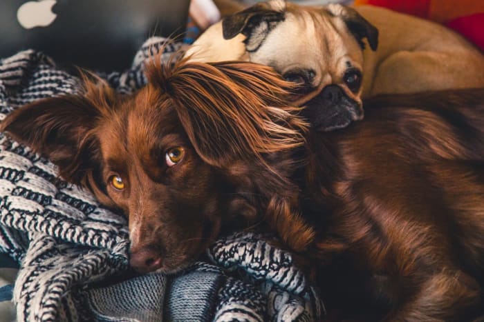 Keep your pets safe and comfortable indoors during fireworks. Try to keep them calm with soothing sounds, blankets, and extra hiding places.