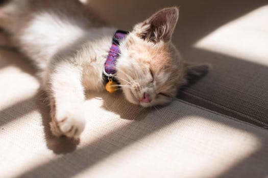 It is important for both cats and dogs to wear collars with ID tags, as well as to be microchipped.