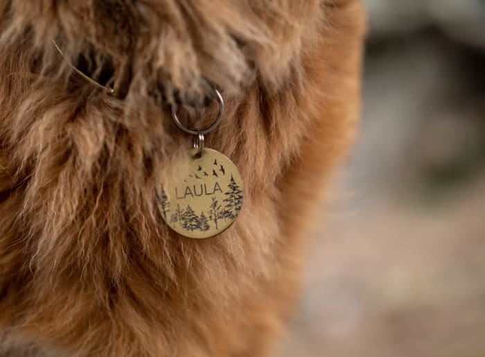 Make sure your pet has an ID tag on his collar with your updated contact information.
