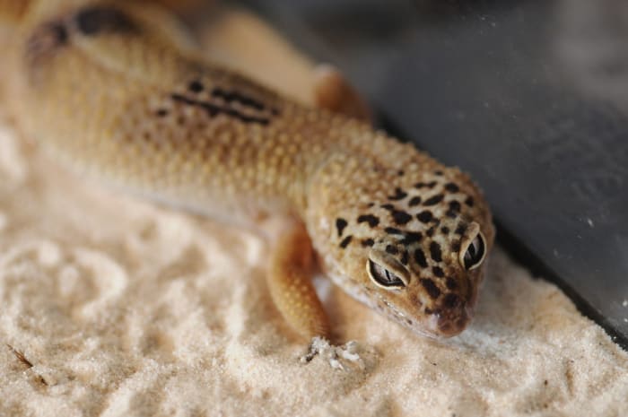 Eye Problems in Leopard Geckos: Diagnosis, Treatment, and Prevention ...