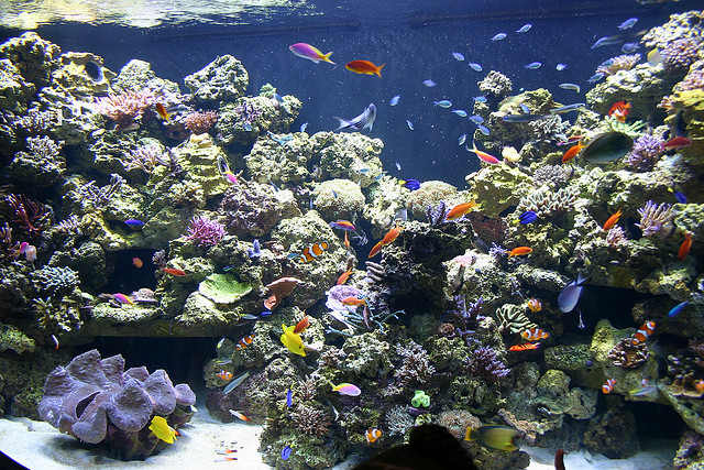 A nicely stocked reef aquarium (real corals) with plenty of swimming/forging room for the inhabitants.