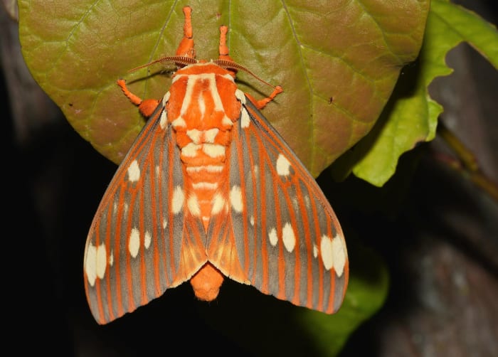 10 Impressive Moths in the Family Saturniidae: Facts and Photos ...