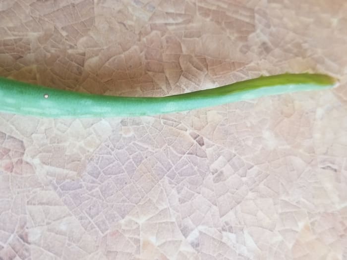 Aloe leaves are best pinched at their base to remove them from the plant. They are then pierced and squeezed gently to release the gel-like liquid that's used for its healing properties.