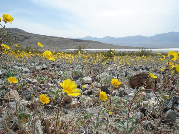 A wildflower bloom in Death Valley.