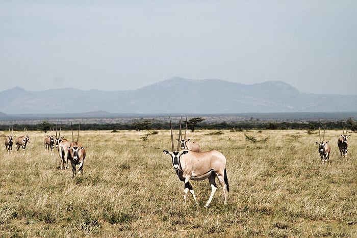 Oryxes