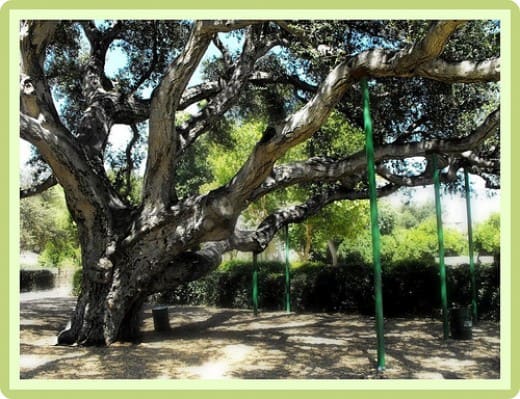 Old growth live oak tree. There are others in the foothills above this location. Some were moved and preserved by the builders of tract homes that came in the eigthies and later.