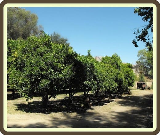 Small orange grove maintained by the city. An old farmhouse, barn, windmill, and farm equipment is located here at Wheeler and Via de Mansion.