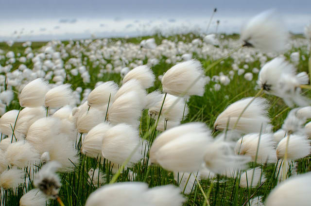 Scheuchzer's Cotton Sedge