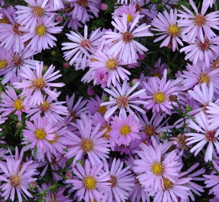 Alpine Flowers of Switzerland WanderWisdom Travel