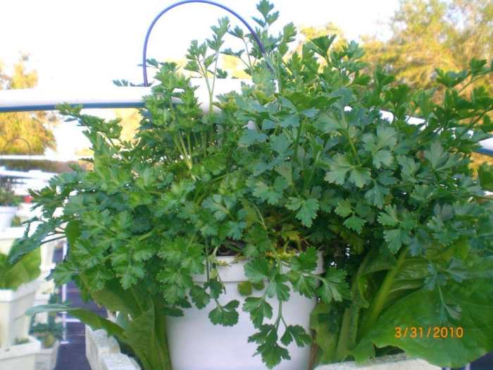 Parsley -- fresh, well colored, crisp and so alive.