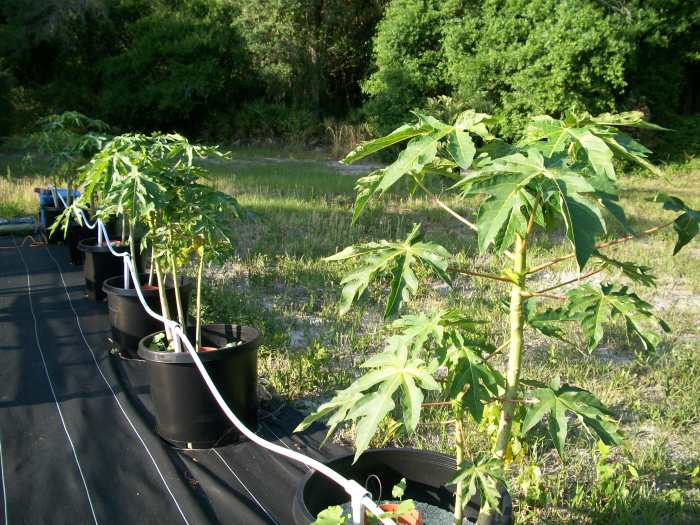 visit-kevin-newells-hydroponic-organic-vegetable-farm