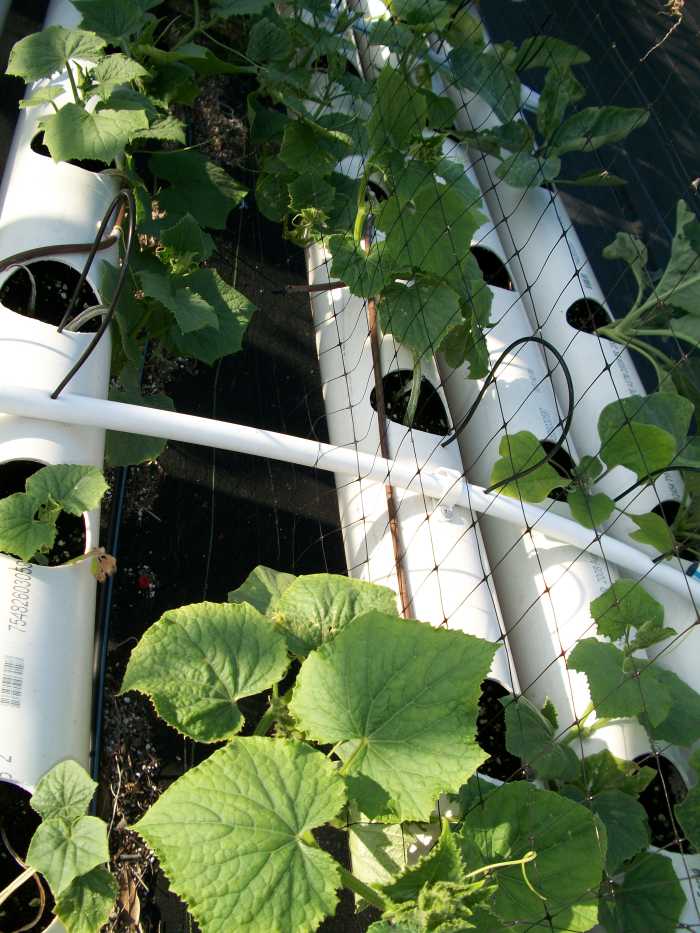 Cucumber seedlings in their pipe grower ready to climb the net and fourish.