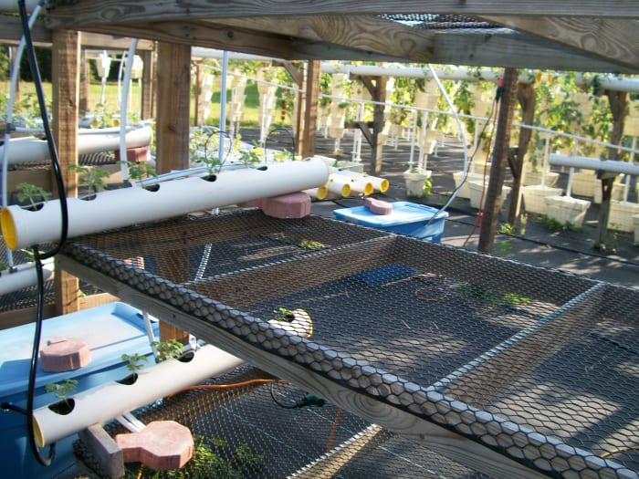 Another of Kevin's bright ideas -- bunk beds to grow melons. The seedlings are set in their pipe grower, and now all they need is heat.