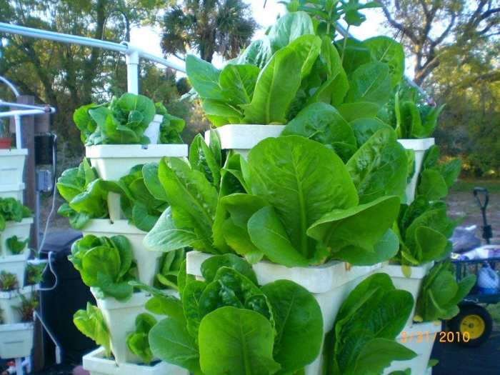 visit-kevin-newells-hydroponic-organic-vegetable-farm