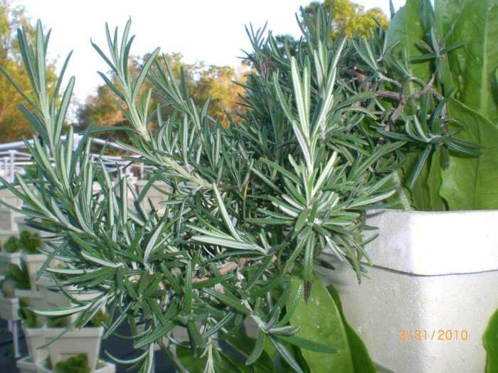 One of my favorite herbs, rosemary -- sunlover and obviously happy here.