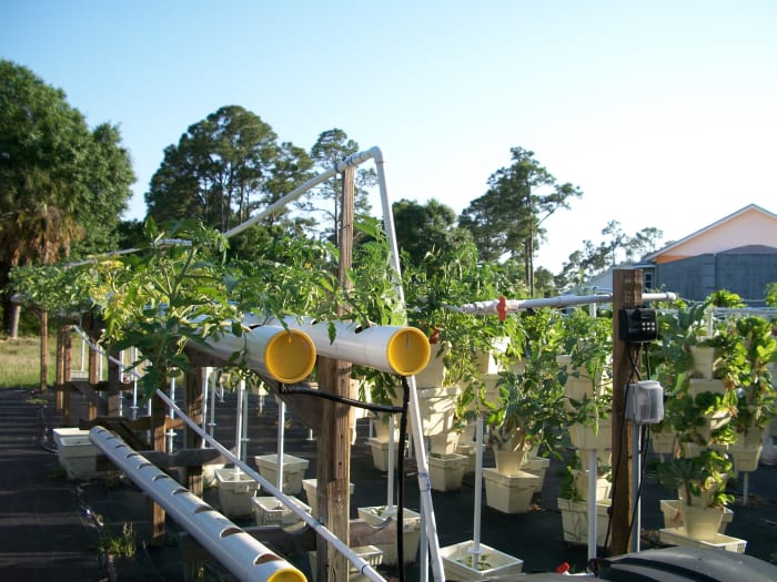 This is one of Kevin's own designs using PVC piping and fixtures. The tomatoes grow hanging down to either side of the pipe.