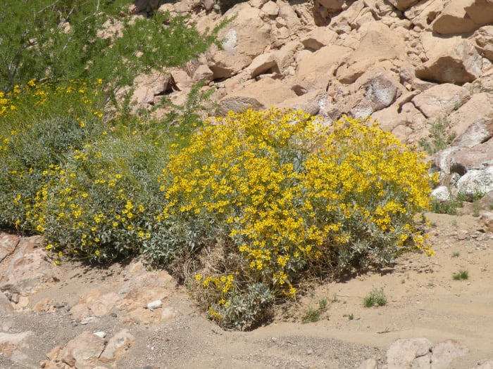 Brittlebush blooming in a canyon near Imperial Dam. The brittlebush blooms in washes and along roadside brightening the landscape with promises of spring.