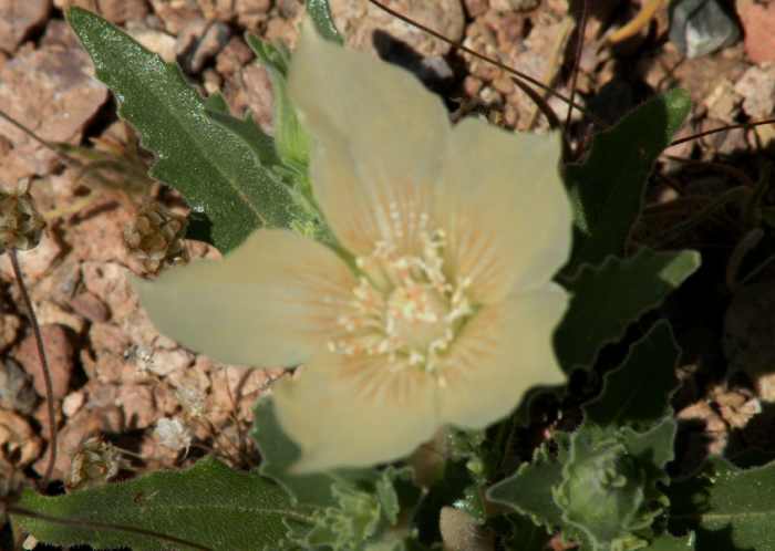Ghost flower. This translucent flower can cover a stony bank, but will easily blend into the background if you aren't looking for it.