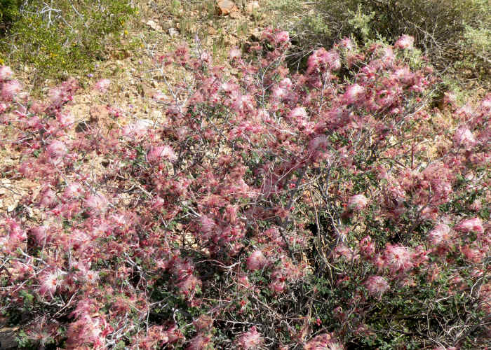 By the time these fuzzy pink bushes were blooming, the weather was warming up in the desert. I carefully checked for snakes before getting too close.