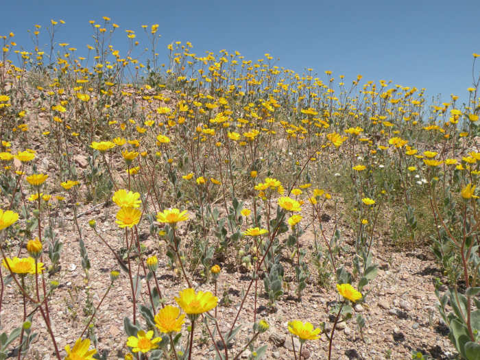 Desert marigold. I found this large stand blooming on a hillside where the flowers were striking against the deep blue sky.
