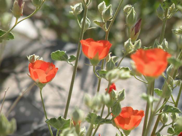 The bright orange of this plant stood out among the browns and grays in the wash. Watch out for rattlesnakes!