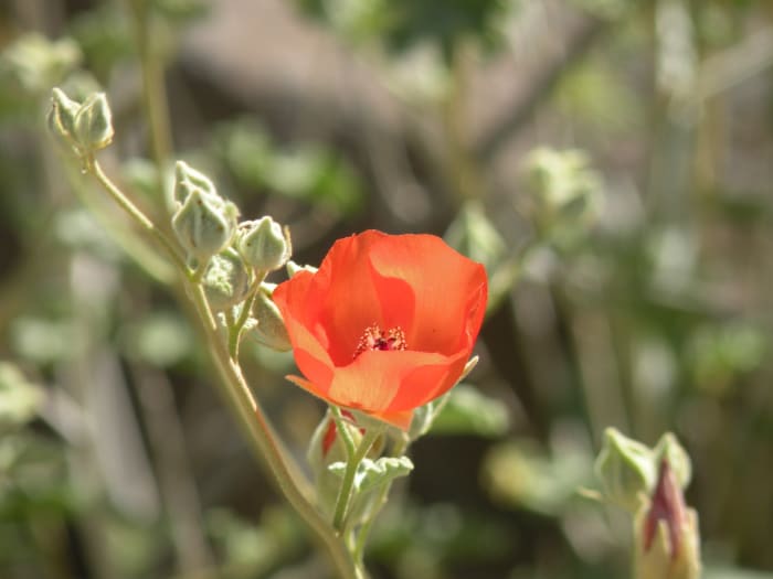 Possibly a globemallow or wild poppy, we found this brilliant orange flower in a hidden wash while hunting for a turquoise mine in the hills near Imperial Dam.