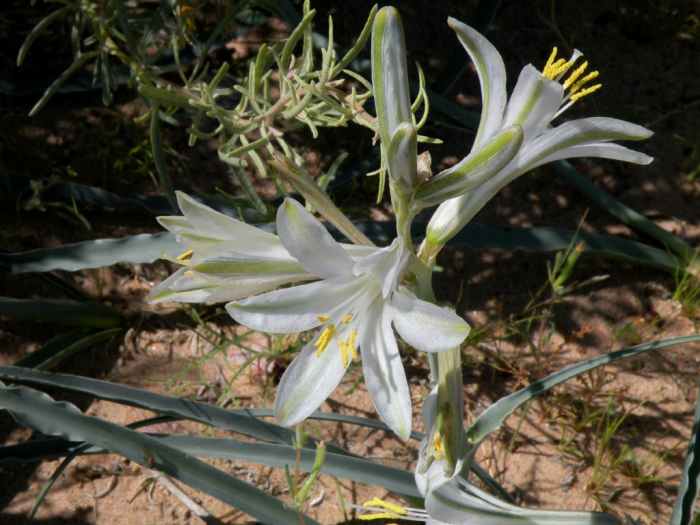 Ajo Lily sometimes called a desert lily. Beautiful while lily often springs up in the shadow of larger bushes.