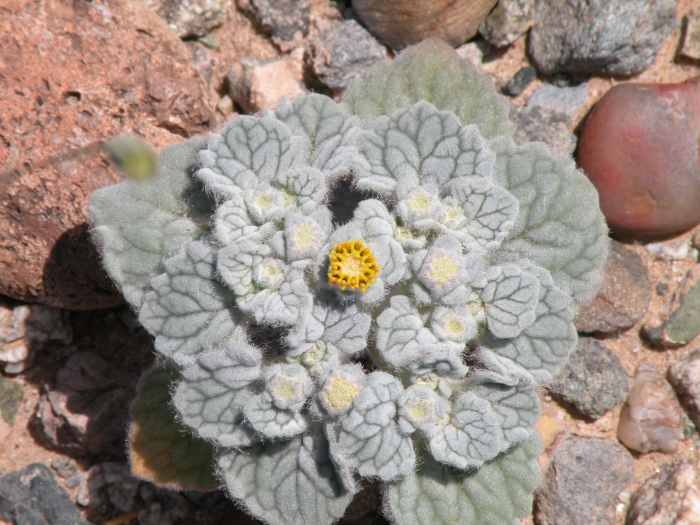 The gray-green fuzzy leaves of this tiny yellow flower would overlooked if you were not walking close by.